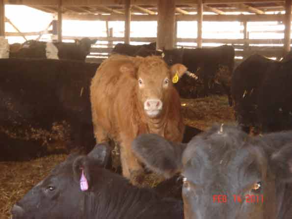 Hereford cross, & Black Angus Heifers